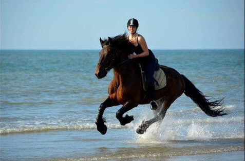 wies paard